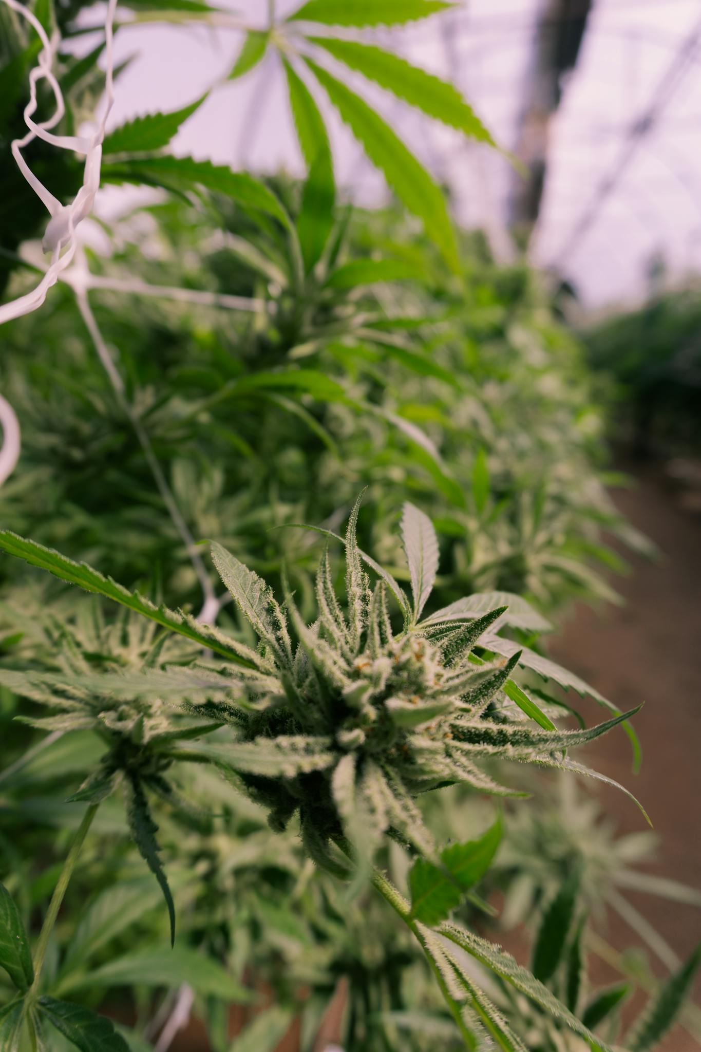 Detailed view of a cannabis plant in a greenhouse setting with lush green leaves.